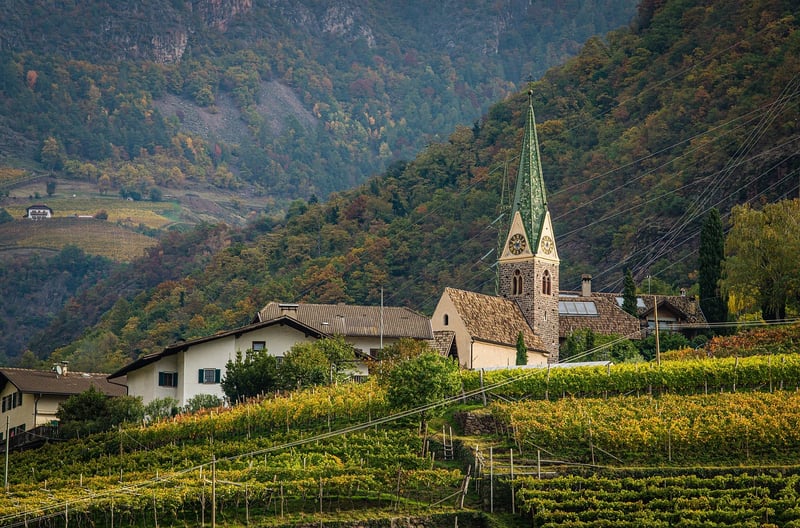 Vineyard and Grapes